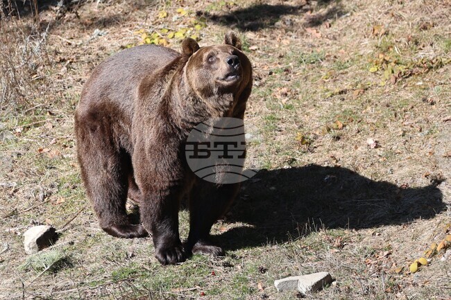 Парк за мечки Белица - мечки - освобождаване от затворени заграждения