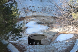 Парк за мечки Белица - мечки - освобождаване от затворени заграждения