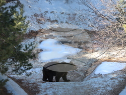 Парк за мечки Белица - мечки - освобождаване от затворени заграждения