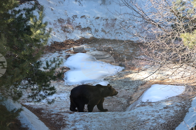 Аржентинските мечки Гордо и Флоренция за пръв път усетиха трева и сняг под лапите си в Парка в Белица