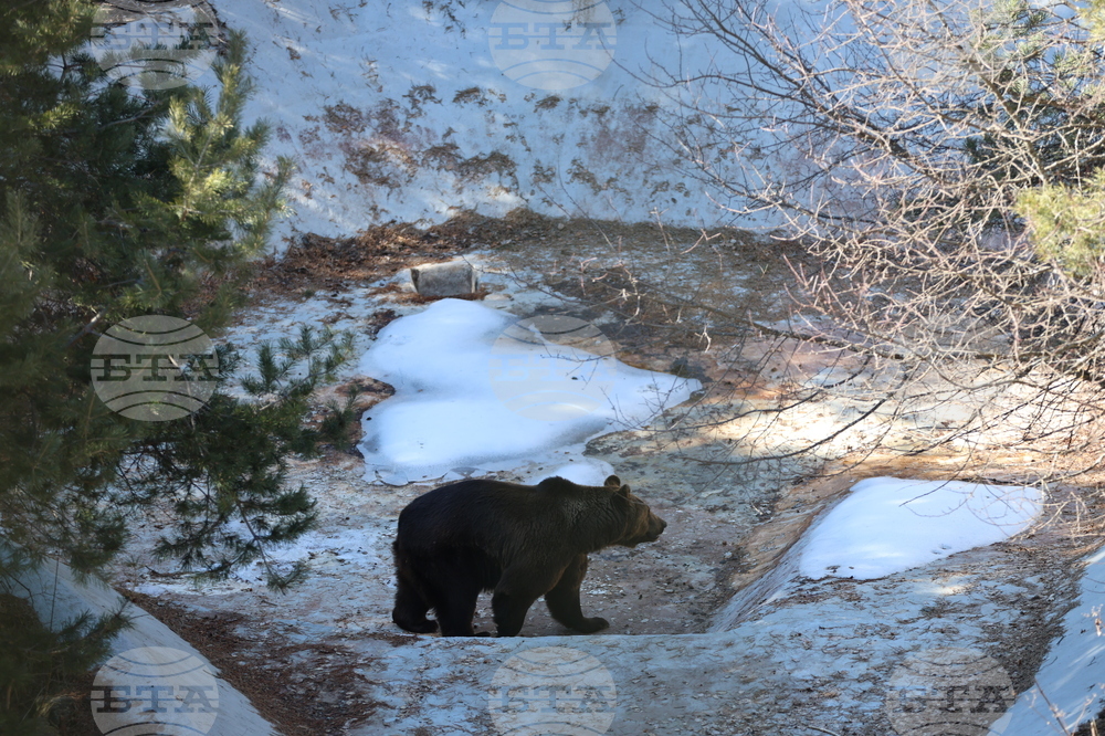 Парк за мечки Белица - мечки - освобождаване от затворени заграждения