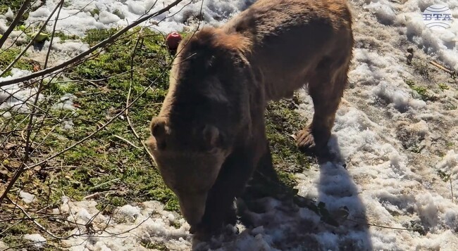 Аржентинските мечки Гордо и Флоренция за пръв път усетиха трева и сняг под лапите си в Парка в Белица