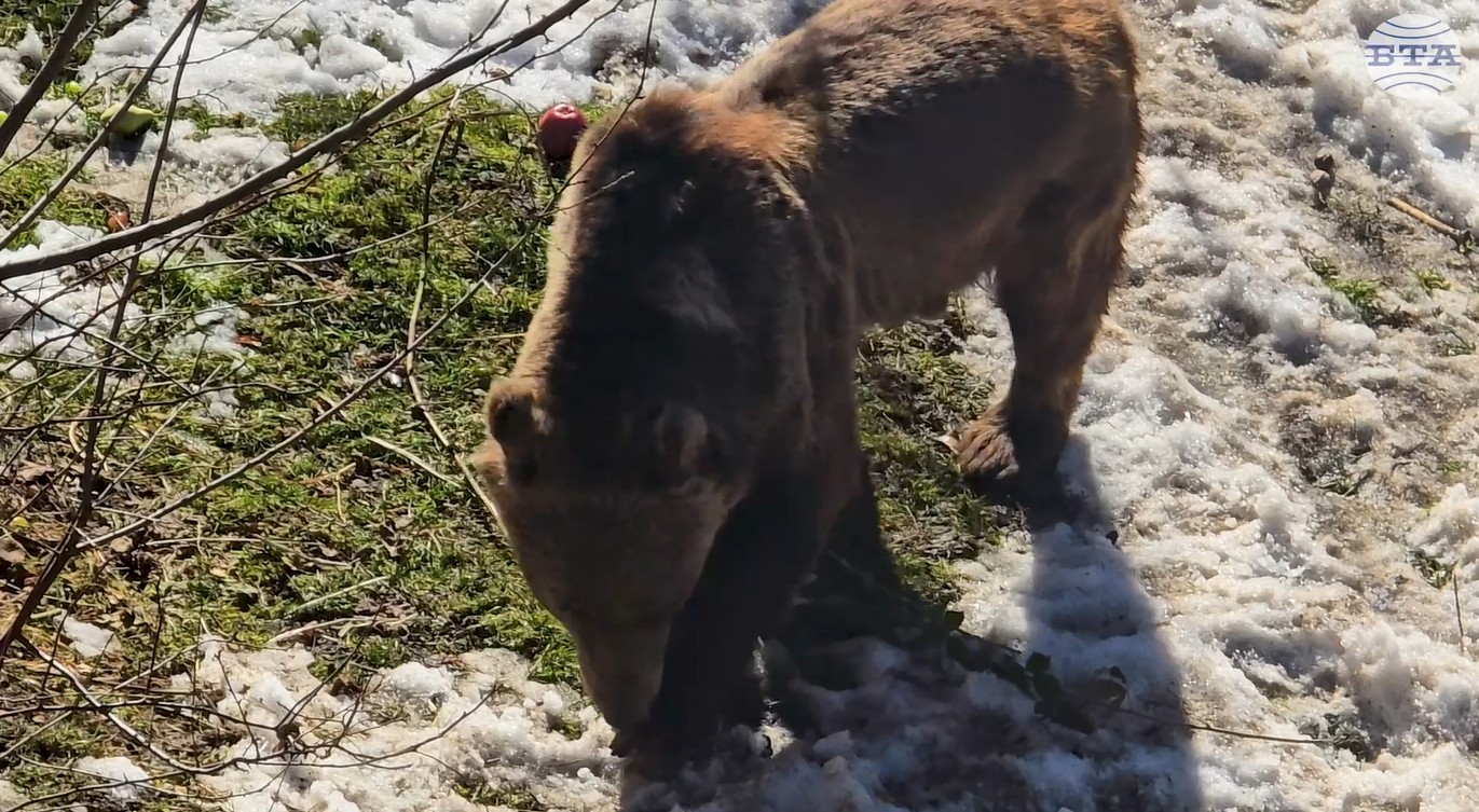 Аржентинските мечки Гордо и Флоренция за пръв път усетиха трева и сняг под лапите си в Парка в Белица