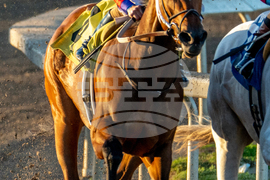 Fair Grounds Horse Racing