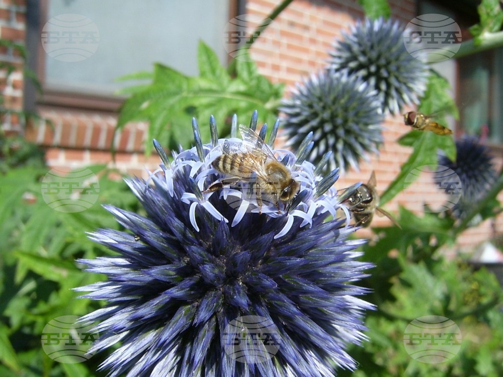 Construction and Pesticide Spraying Among Reasons for Decline in Bee Numbers