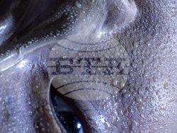 Международният колектив Trevoga ще гостува в София на 5 март. Снимка:  Екипът на колектива