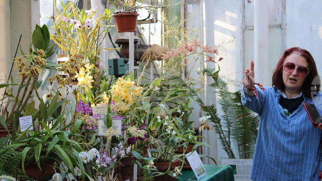 Африканска цъфтяща ванилия e показана за първи път в изложбата на орхидеи в Ботаническата градина на БАН