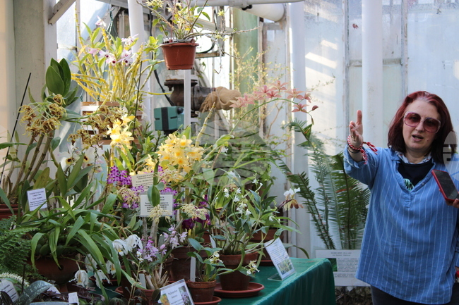 Африканска цъфтяща ванилия e показана за първи път в изложбата на орхидеи в Ботаническата градина на БАН