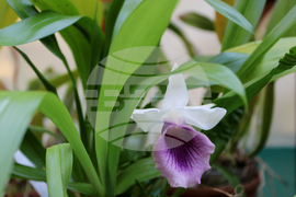 Ботаническа градина - орхидеи - изложба