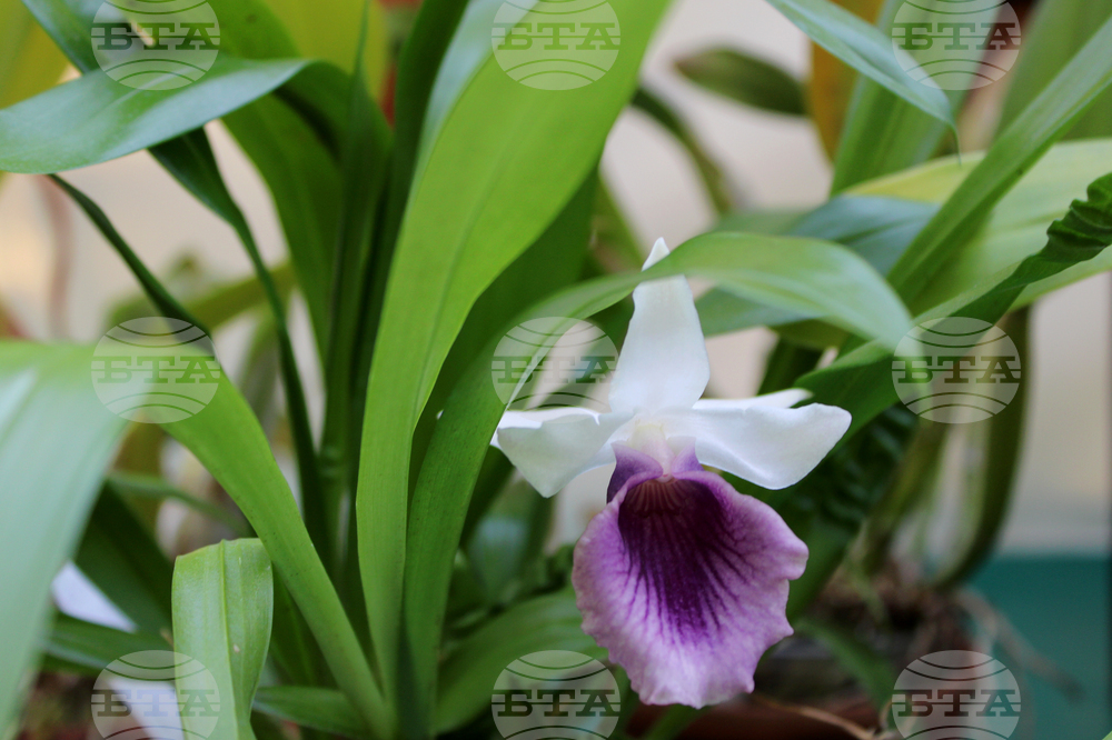 Ботаническа градина - орхидеи - изложба