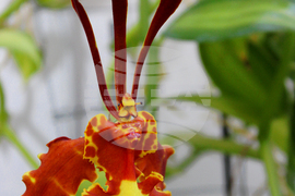 Ботаническа градина - орхидеи - изложба