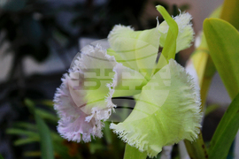 Ботаническа градина - орхидеи - изложба