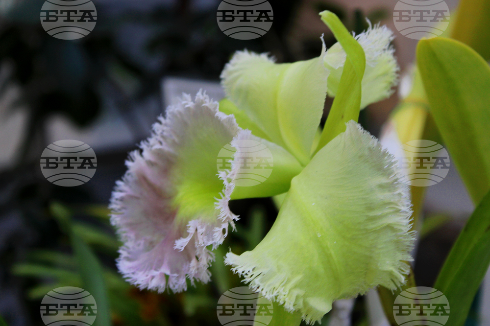 Ботаническа градина - орхидеи - изложба