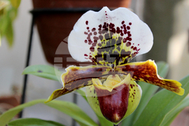 Ботаническа градина - орхидеи - изложба