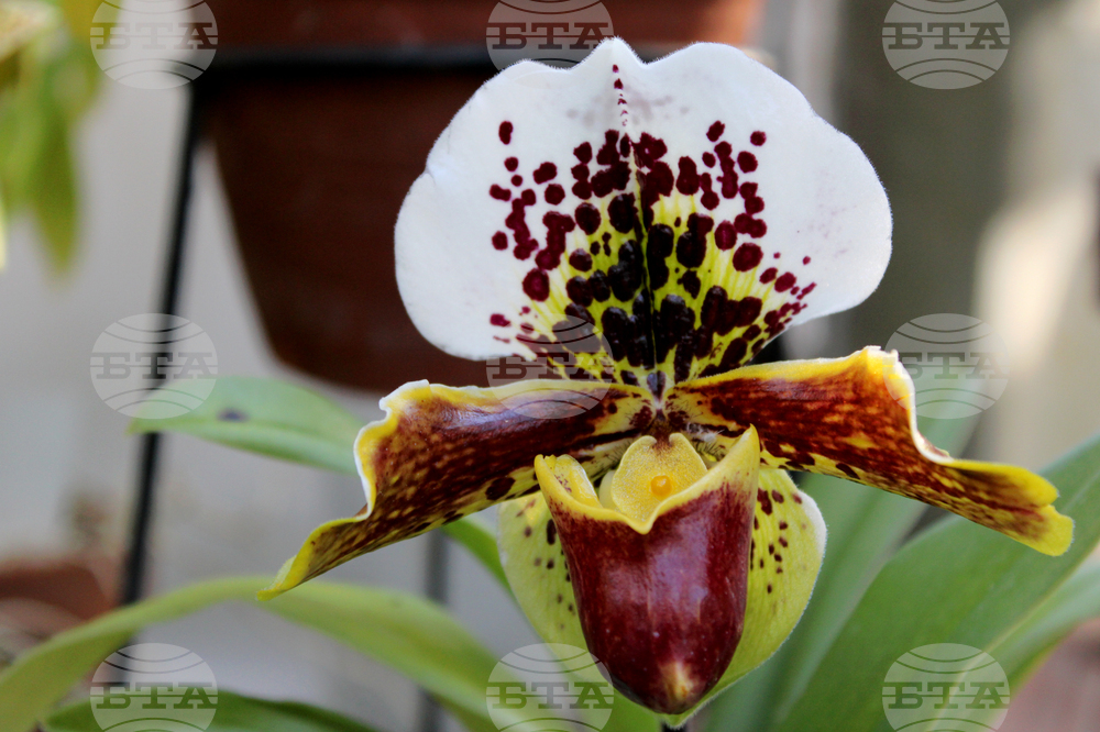 Ботаническа градина - орхидеи - изложба