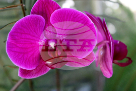 Ботаническа градина - орхидеи - изложба