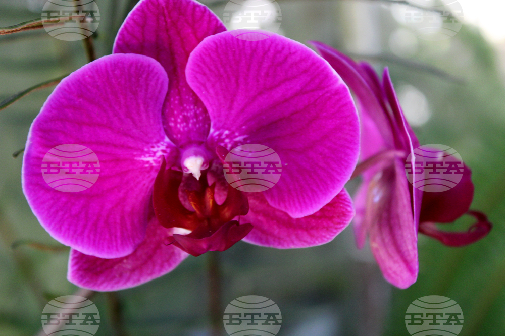 Ботаническа градина - орхидеи - изложба