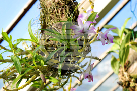 Ботаническа градина - орхидеи - изложба