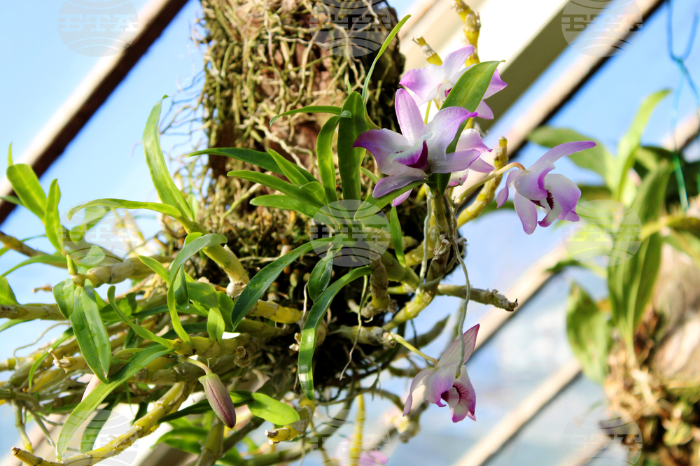 Ботаническа градина - орхидеи - изложба