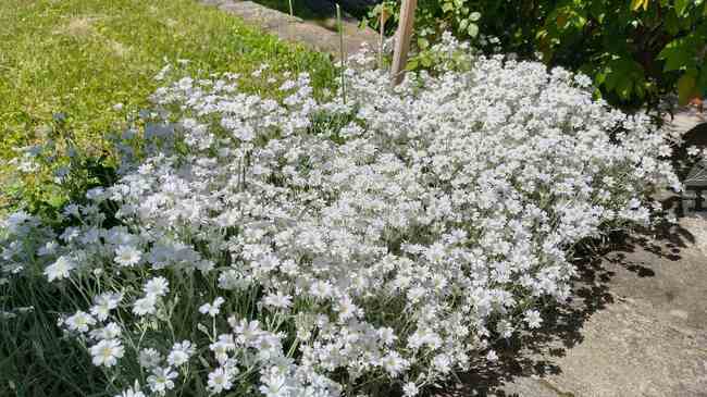 Община Велико Търново отново ще раздава цветя и храсти за междублоковите пространства