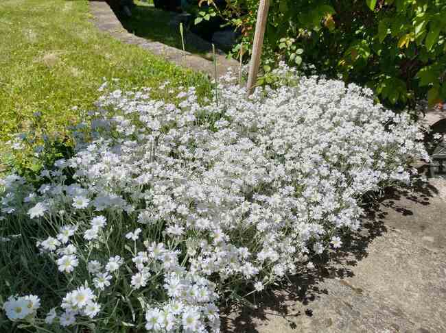 Община Велико Търново отново ще раздава цветя и храсти за междублоковите пространства