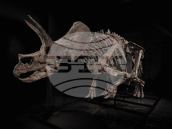 Triceratops Skeleton Auction
