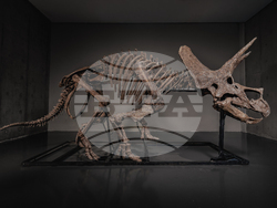 Triceratops Skeleton Auction