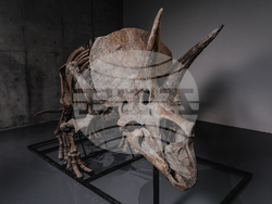 Triceratops Skeleton Auction