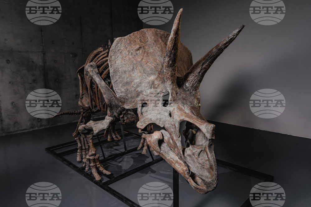 Скелетът на трицератопса Трей ще бъде пуснат на търг, докато пазарът на динозаври процъфтява