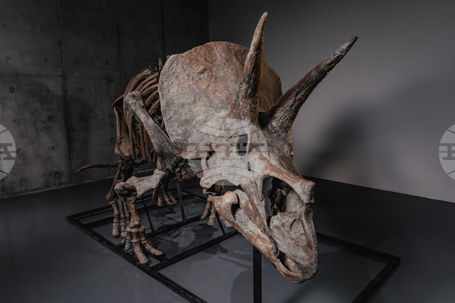 Скелетът на трицератопса Трей ще бъде пуснат на търг, докато пазарът на динозаври процъфтява