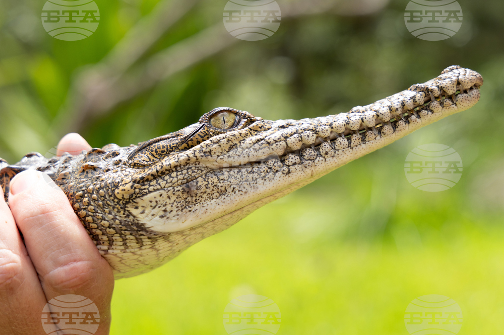 Australia Crocodile