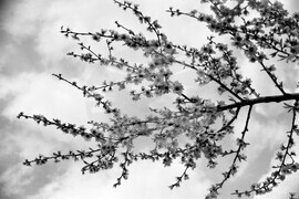 Пролет край Дунав