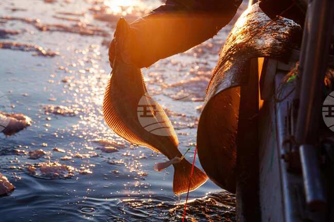 Greenland Climate Fishing