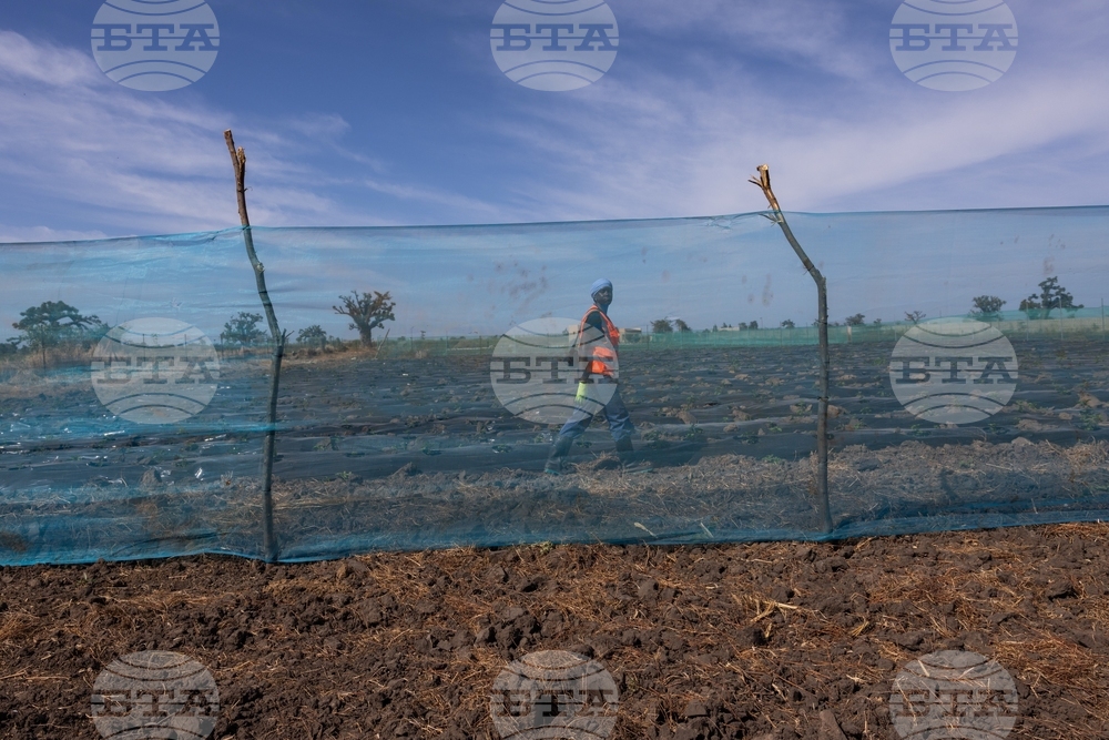 Africa TikTok Agriculture