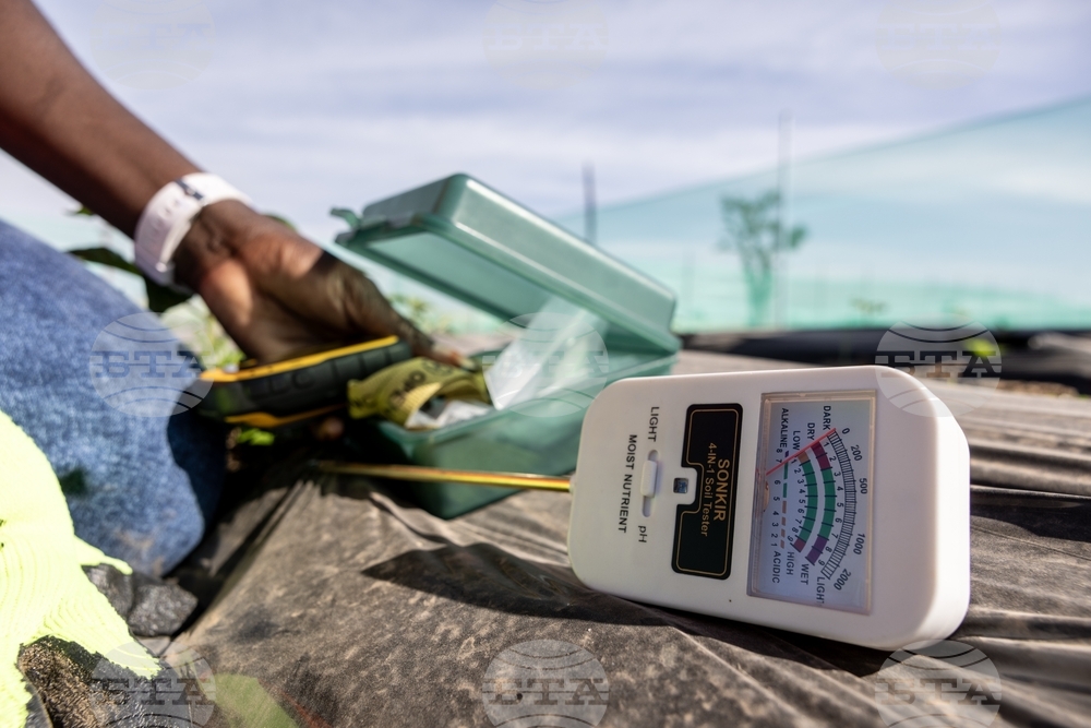 Africa TikTok Agriculture