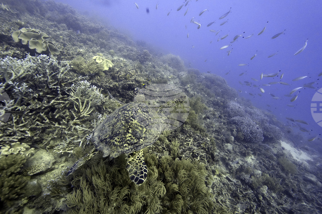 Островите Кук обявиха споразумение със САЩ за дълбоководни находища на минерали