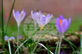 Исперих - астрономическа пролет - цветя