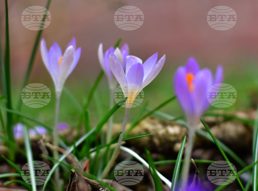 Исперих - астрономическа пролет - цветя