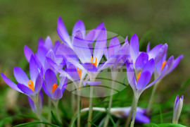 Исперих - астрономическа пролет - цветя