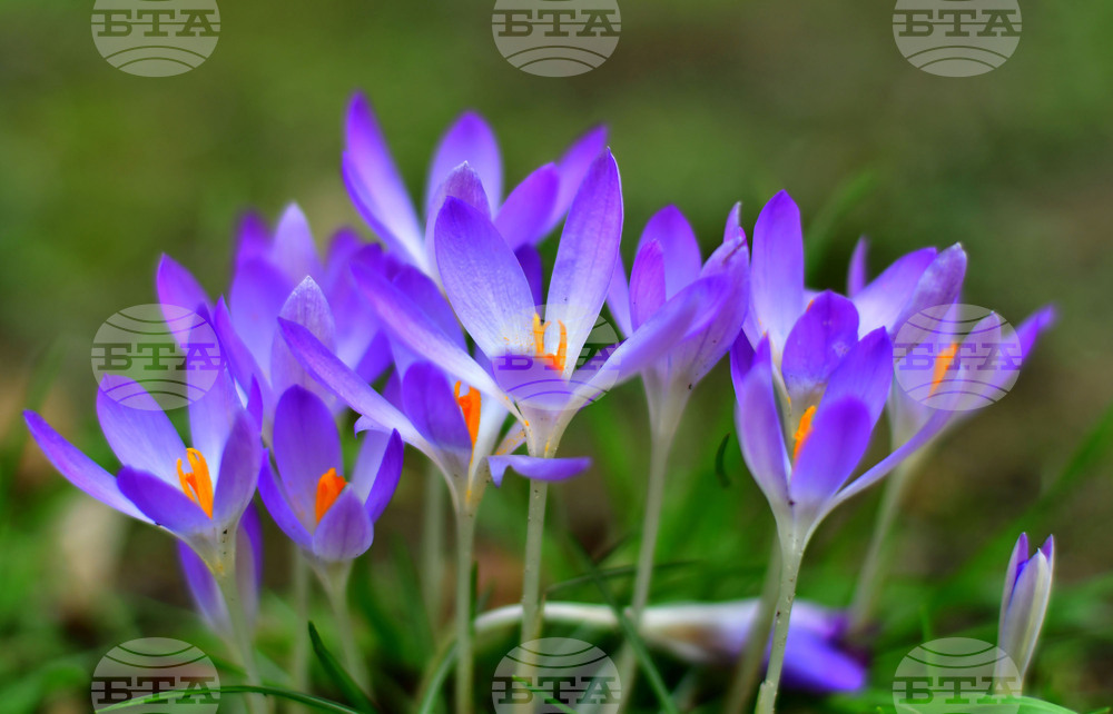 Исперих - астрономическа пролет - цветя