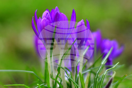 Исперих - астрономическа пролет - цветя