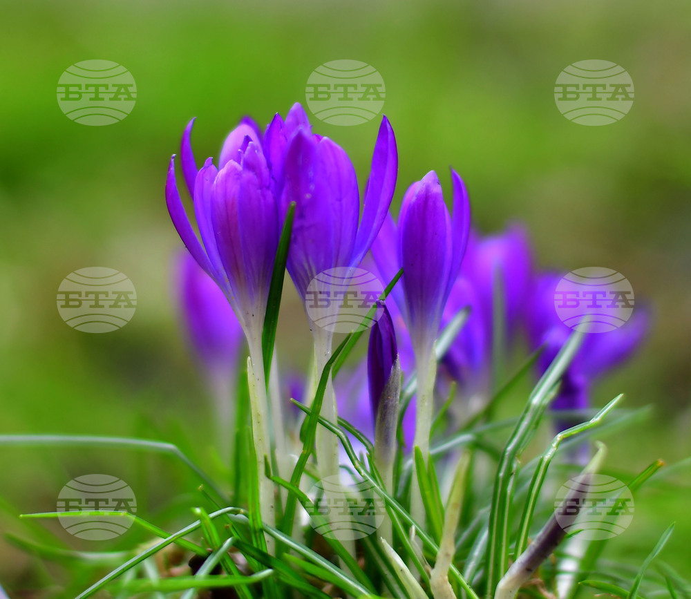 Астрономическата пролет настъпва днес у нас в 11:01 часа 