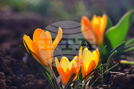 Исперих - астрономическа пролет - цветя