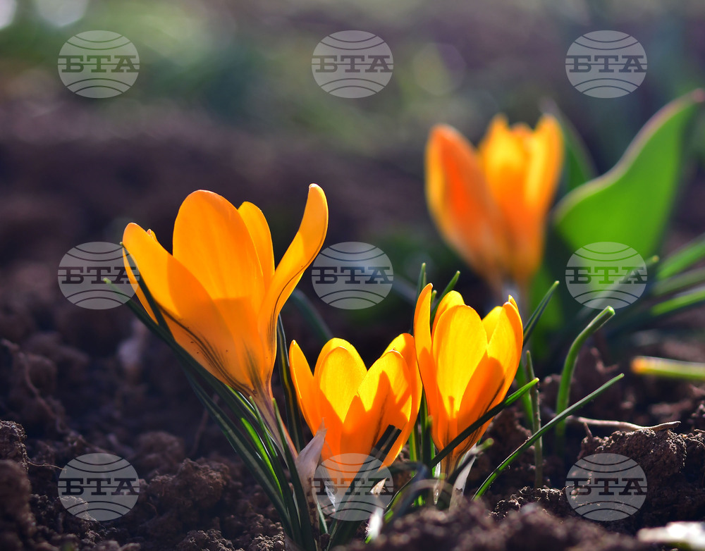 Исперих - астрономическа пролет - цветя