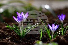 Исперих - астрономическа пролет - цветя