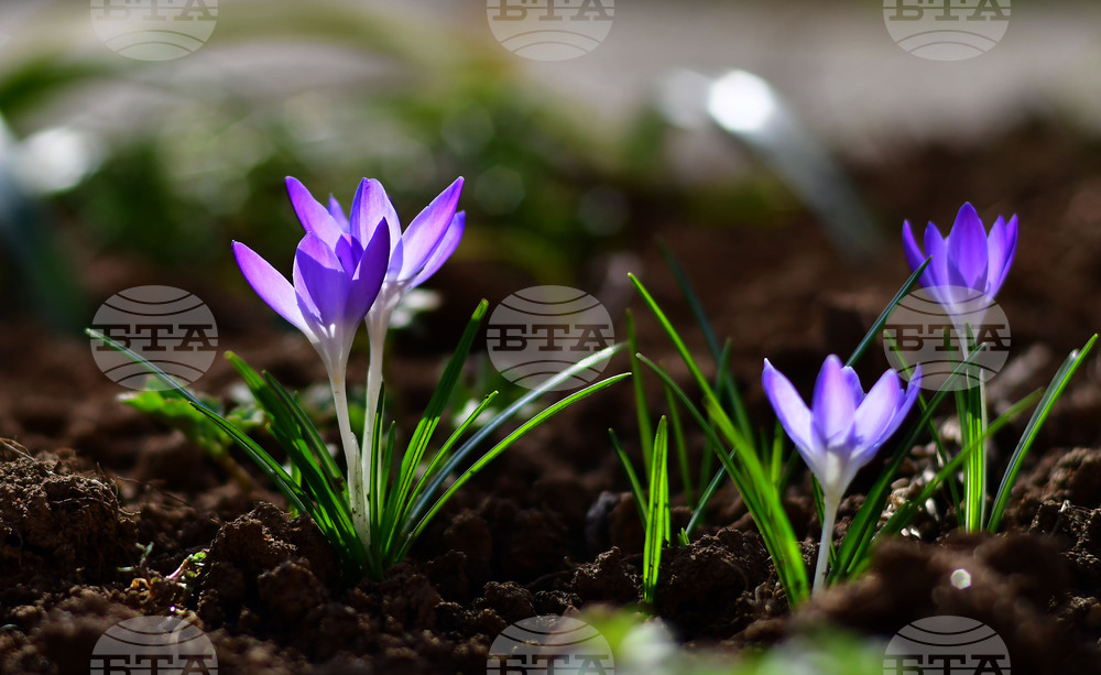 Исперих - астрономическа пролет - цветя