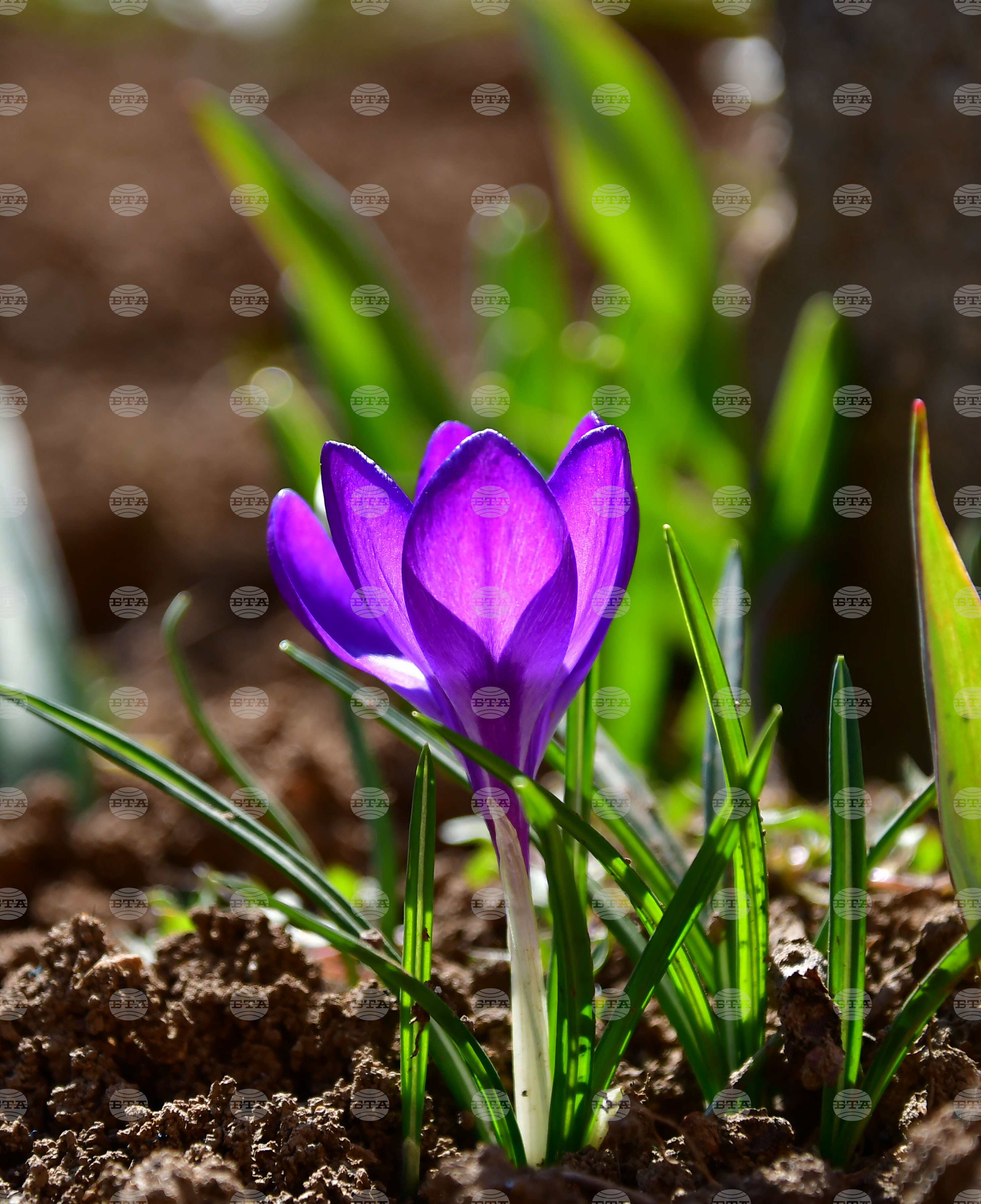 Исперих - астрономическа пролет - цветя