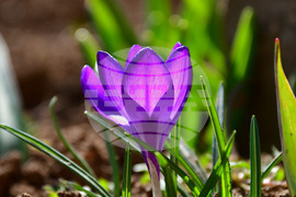 Исперих - астрономическа пролет - цветя