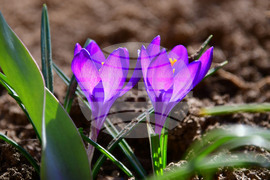 Исперих - астрономическа пролет - цветя