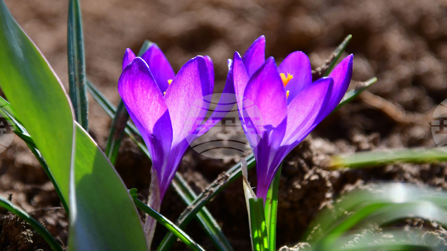 Астрономическата пролет настъпва днес в 16:46 часа